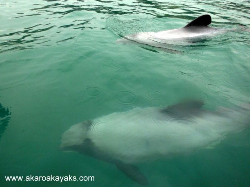 Akaroa: Guided Sunrise Sea Kayaking Tour - Who Should Consider This Tour?
