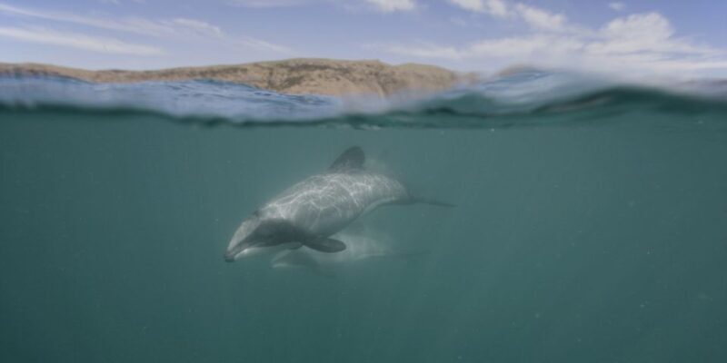 Akaroa Harbour 2-Hour Dolphin Nature Cruise - Setting the Scene: What the Cruise Looks Like