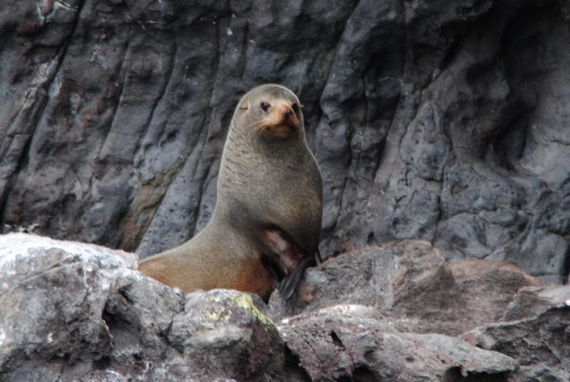 Akaroa Harbour 2-Hour Dolphin Nature Cruise - Wildlife Encounters: What You’re Likely to See