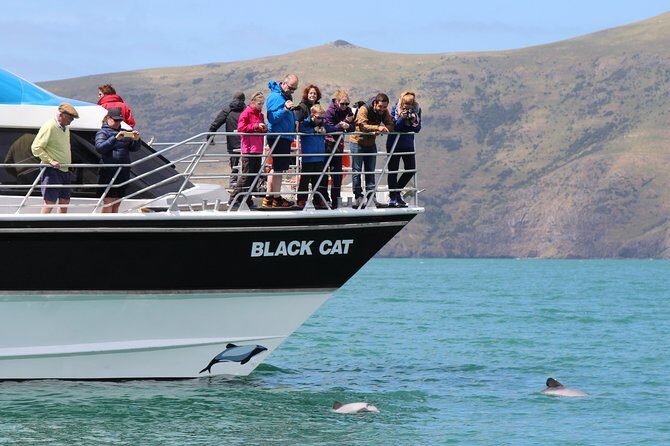 Akaroa Harbour Nature Cruise - Exploring the Itinerary in Detail