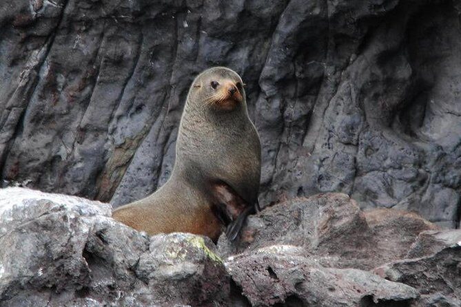 Akaroa Harbour Nature Cruise - Who Should Consider This Tour?