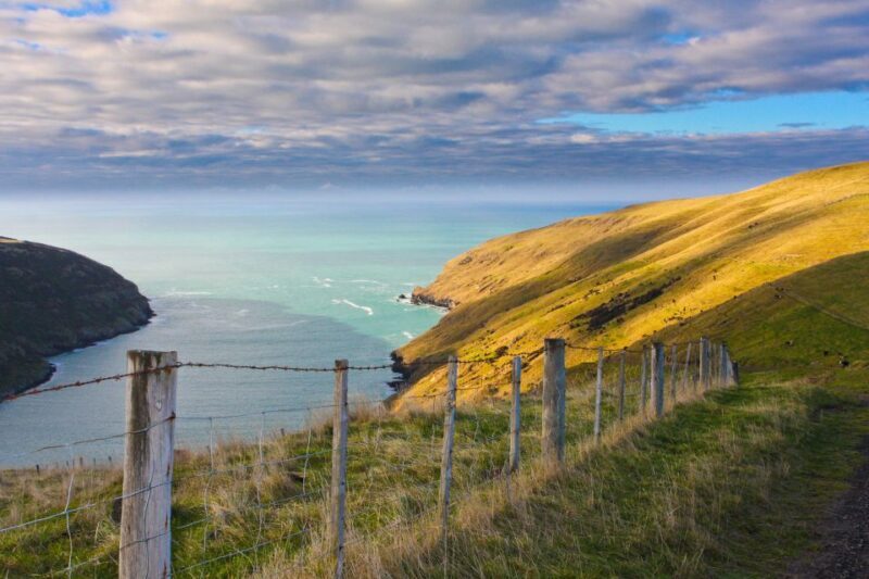 Akaroa: Pohatu Little Penguins 3-Hour Evening Experience - Exploring the Experience in Detail