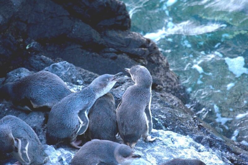 Akaroa: Pohatu Little Penguins 3-Hour Evening Experience - FAQ