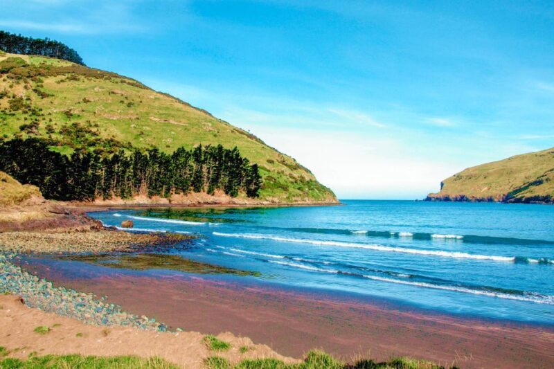 Akaroa: Pohatu Penguins Scenic Nature 2-Hour or 4-Hour Tour - An In-Depth Look at the Experience