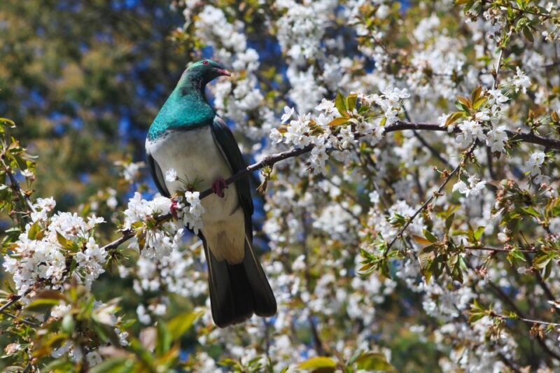 Akaroa: Pohatu Penguins Scenic Nature 2-Hour or 4-Hour Tour - FAQ