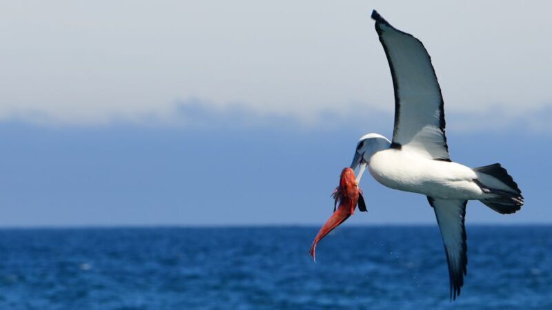 Akaroa: Scenic Coastline Wildlife Cruise - What Makes This Cruise Stand Out?