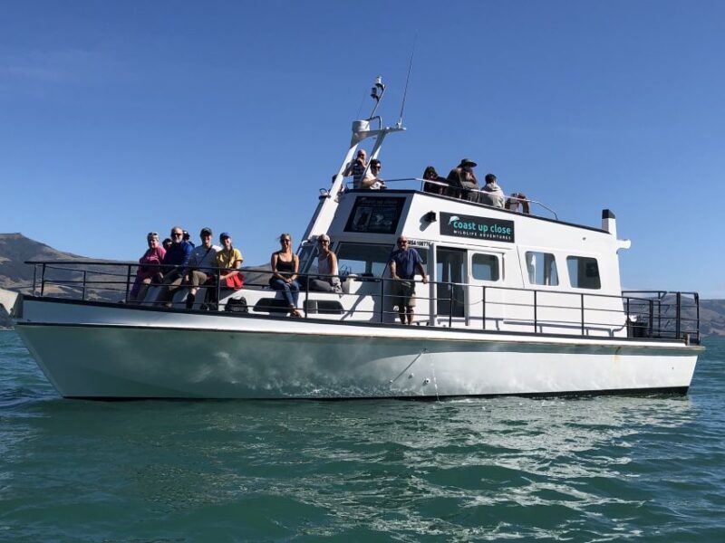 Akaroa: Scenic Coastline Wildlife Cruise - The Sum Up: Is This Tour Right for You?