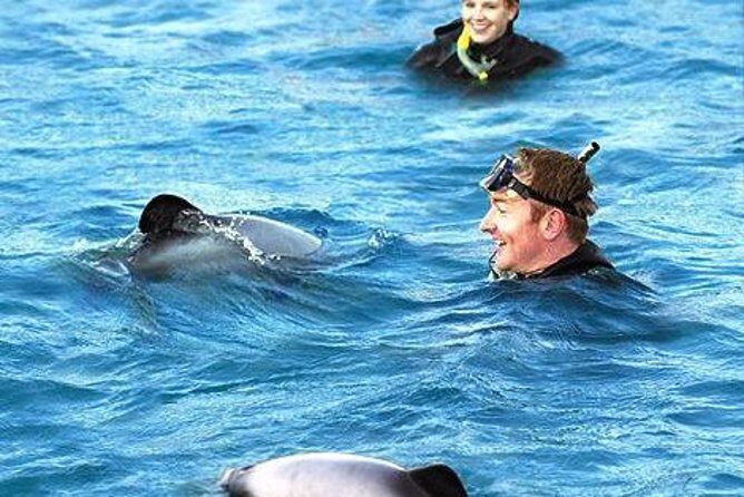 Akaroa Swim with Dolphins Tour from Christchurch - An Honest Look at the Tour