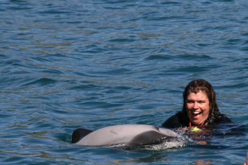 Akaroa: Swimming with Wild Dolphins Experience - Key Points