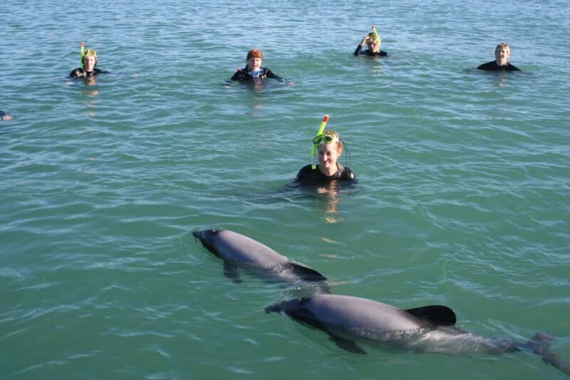 Akaroa: Swimming with Wild Dolphins Experience - Why We Like This Tour