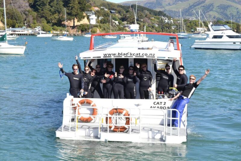 Akaroa: Swimming with Wild Dolphins Experience - The Value for Money