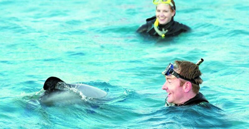 Akaroa: Swimming with Wild Dolphins Experience - Final Thoughts