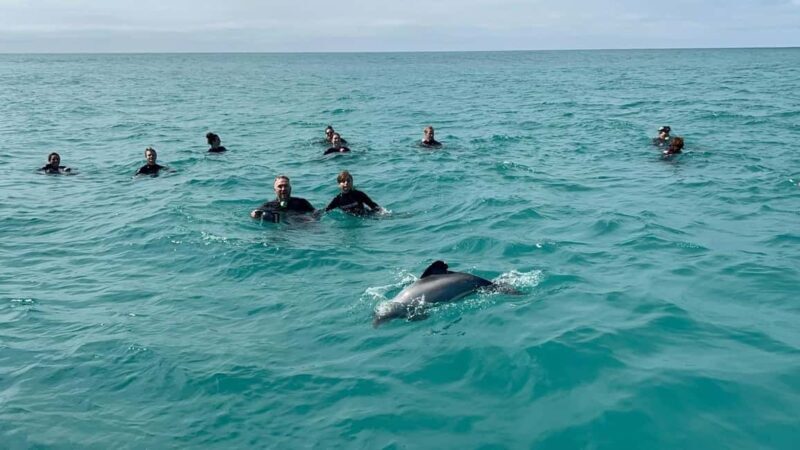 Akaroa: Swimming with Wild Dolphins Experience - FAQs