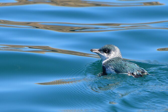 Akaroa Wildlife Cruise - The Itinerary: Breaking Down the Highlights