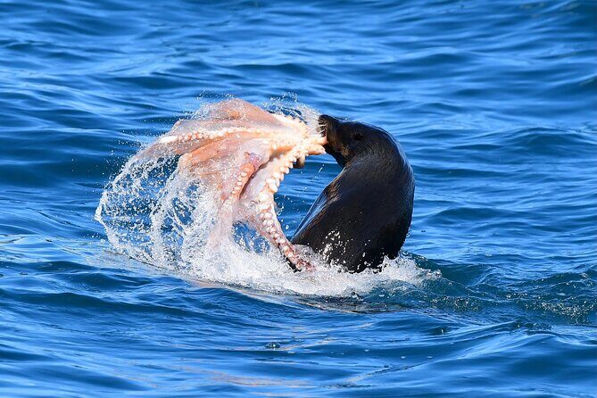 Akaroa Wildlife Cruise - The Value of This Wildlife Experience