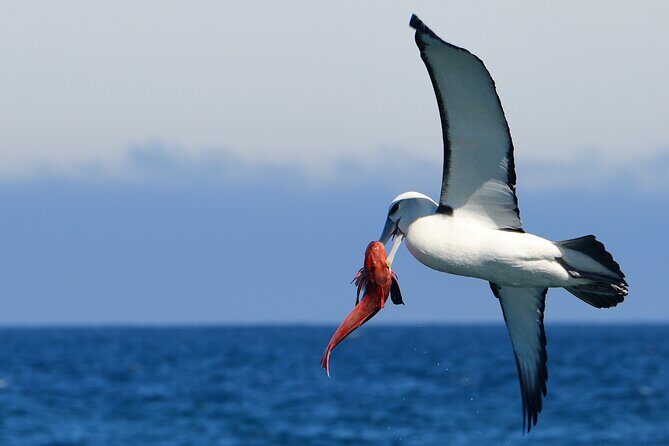 Akaroa Wildlife Cruise - Who Will Love This Tour?