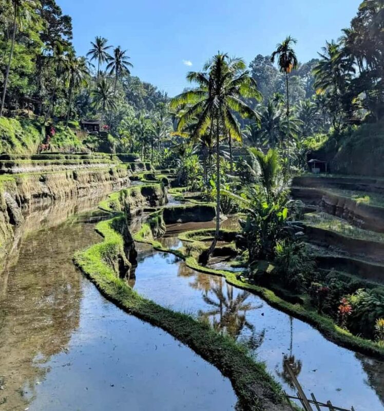 AKASA Sunrise Cafe, Batur Natural Hot Springs & Rice Terrace - What to Expect: A Day of Comfort and Scenic Beauty