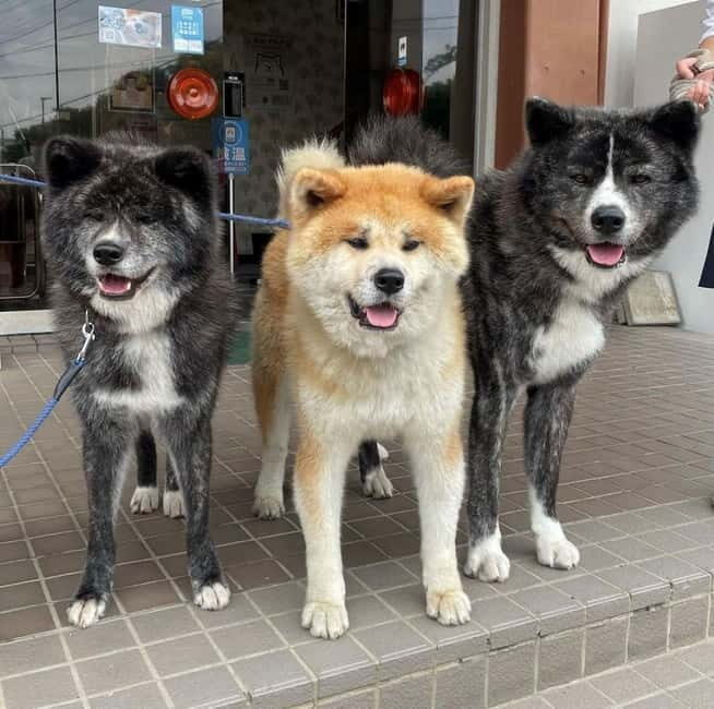 Akita: AKITA DOG DAY! A day tour by public transport - Key Points