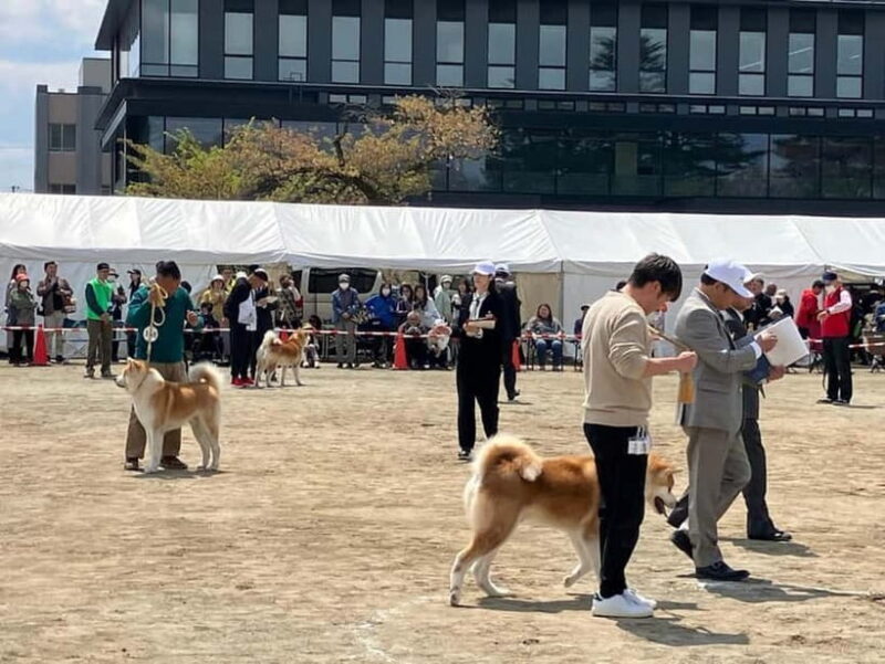 Akita: AKITA DOG DAY! A day tour by public transport - Interaction and Free Time