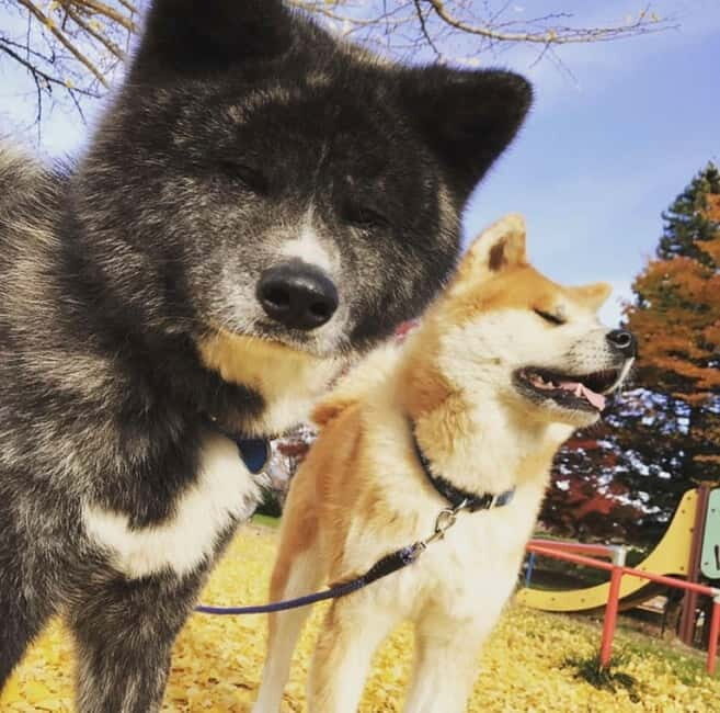 Akita: AKITA DOG DAY! A day tour by public transport - Practicalities and Logistics