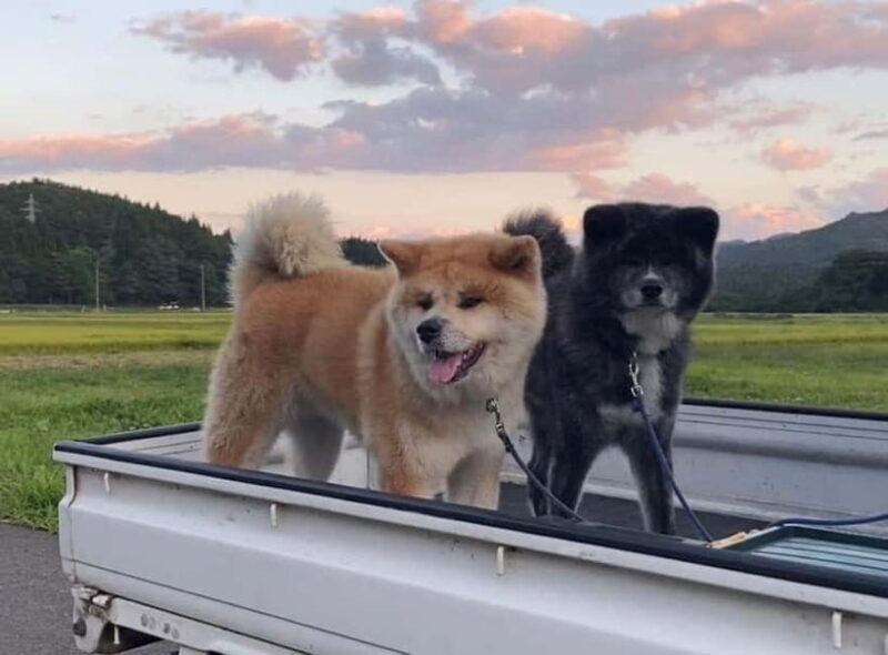 Akita: AKITA DOG DAY! A day tour by public transport - Who Should Consider This Tour?