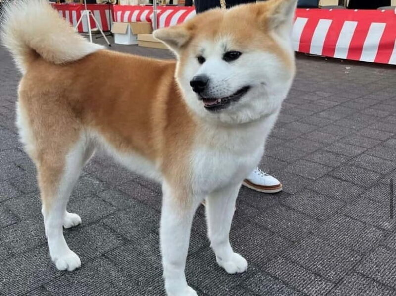 Akita: AKITA DOG DAY! A day tour by public transport - The Sum Up