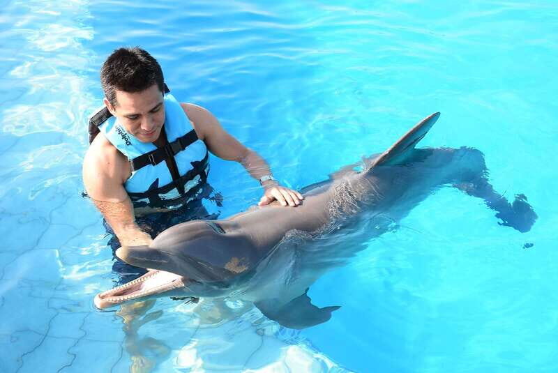 Akumal: Dolphin Encounter - What to Expect from the Dolphin Encounter in Akumal