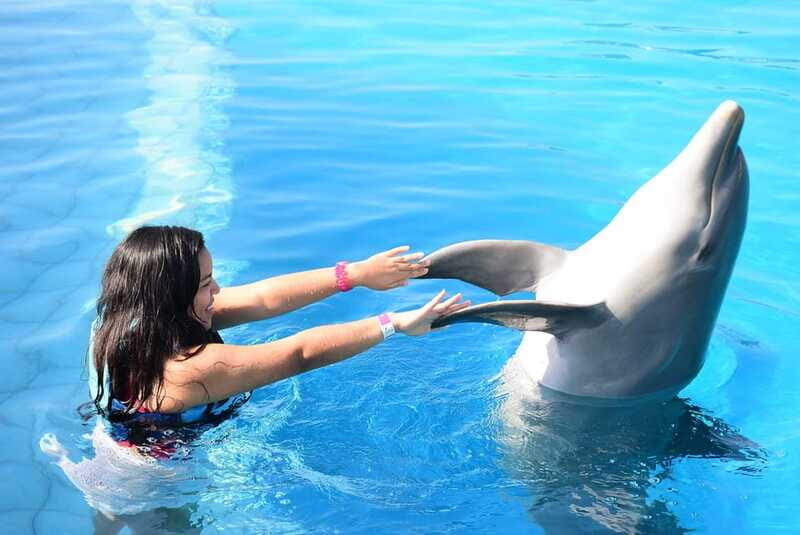 Akumal: Dolphin Encounter - Authentic Visitor Experiences