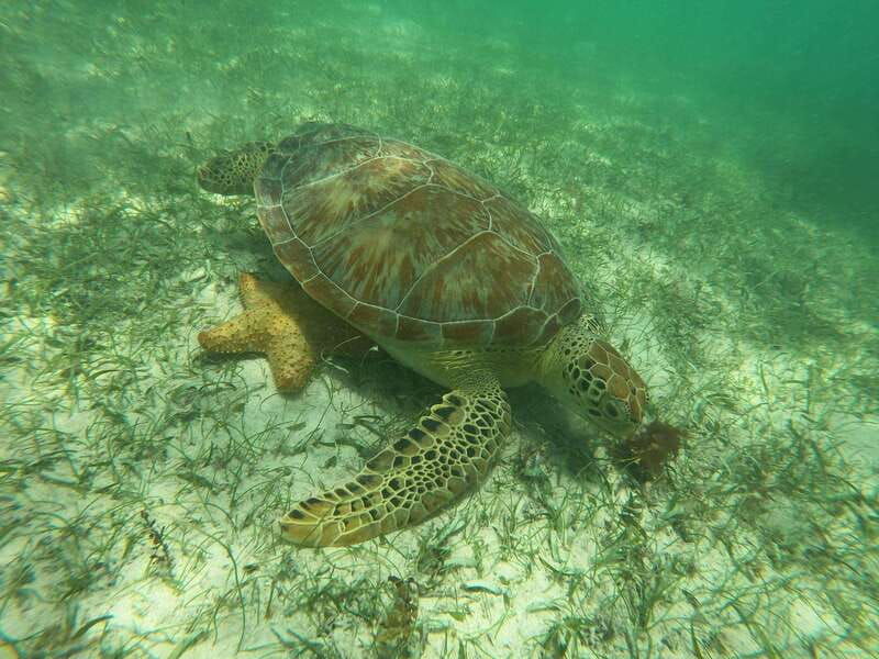 akumal-guided-snorkeling-with-sea-turtles
