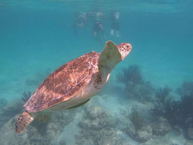 akumal-guided-snorkeling-with-sea-turtles