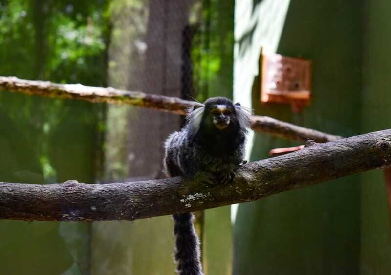 Akumal: Monkey Sanctuary Experience with ATV and Cenote - Final Thoughts