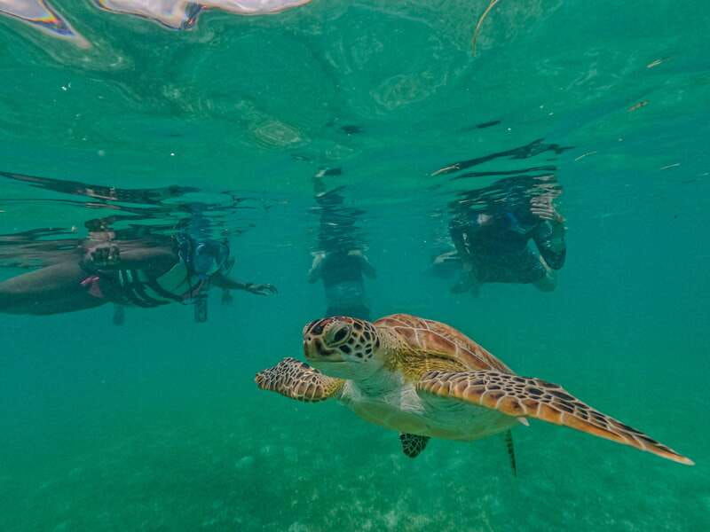 akumal-sea-turtles-with-photos