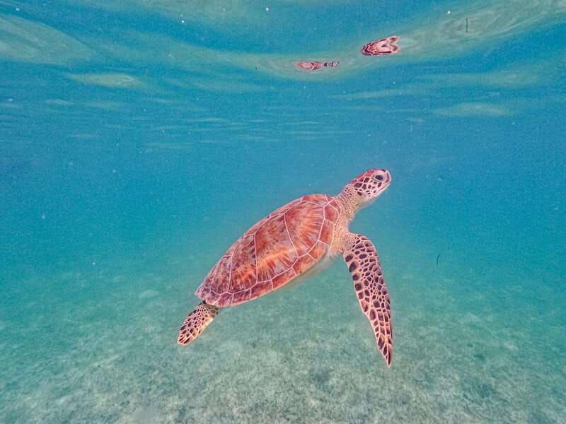 akumal-sea-turtles-with-photos