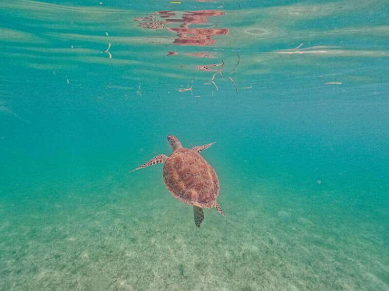 akumal-sea-turtles-with-photos