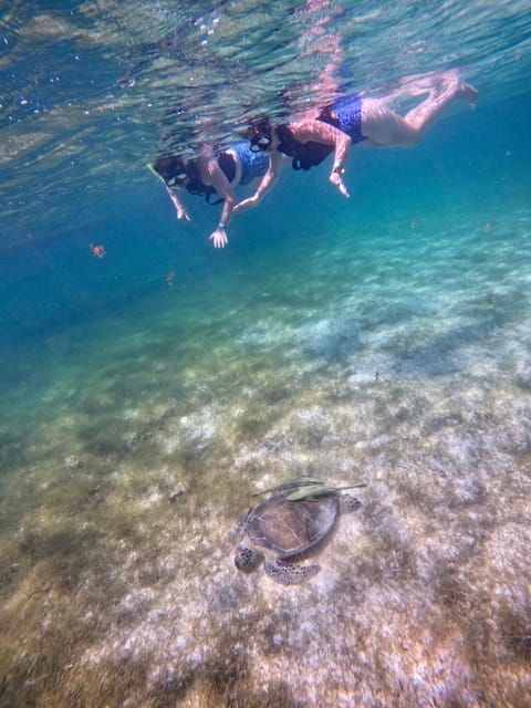 akumal-snorkeling-and-photos-with-turtles