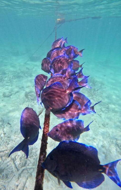 akumal-snorkeling-and-photos-with-turtles