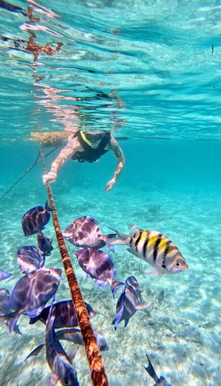 akumal-snorkeling-and-photos-with-turtles