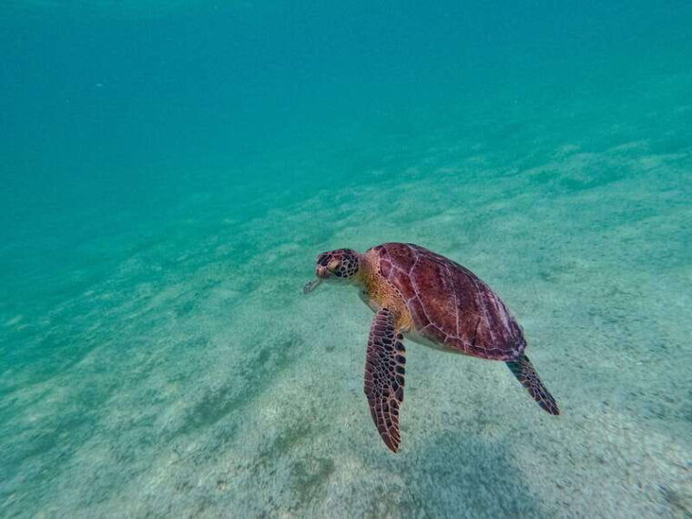akumal-snorkeling-with-local-guides