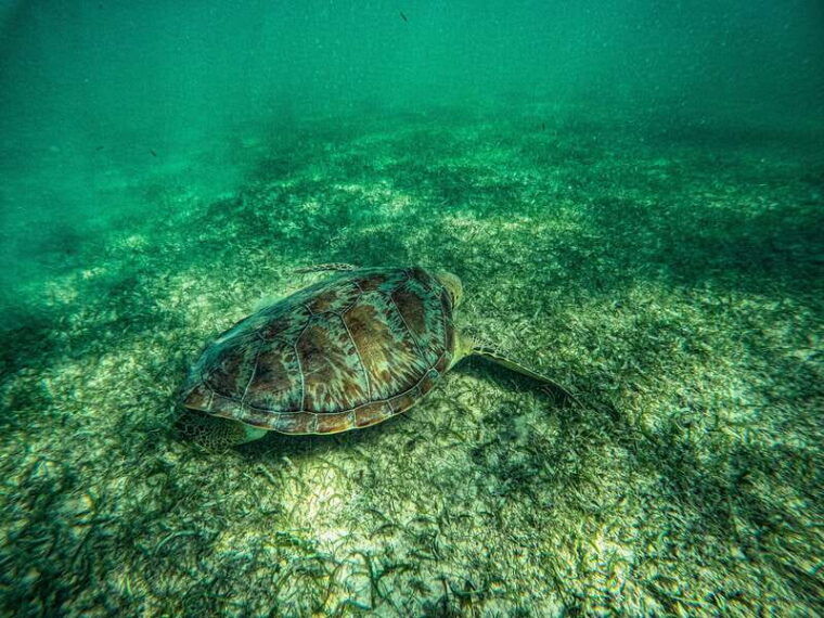 akumal-snorkeling-with-local-guides