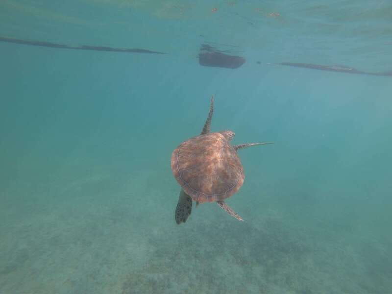 akumal-snorkeling-with-sea-turtles-in-private