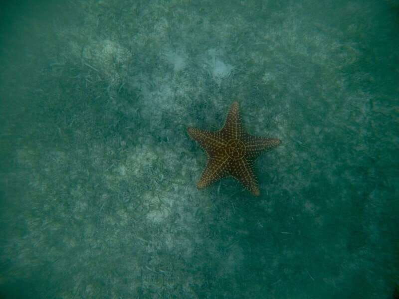 akumal-snorkeling-with-sea-turtles-in-private