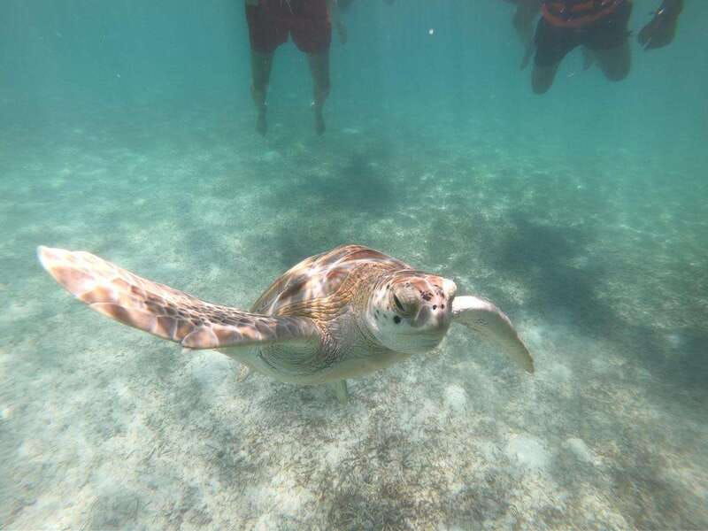 akumal-snorkeling-with-sea-turtles-in-private
