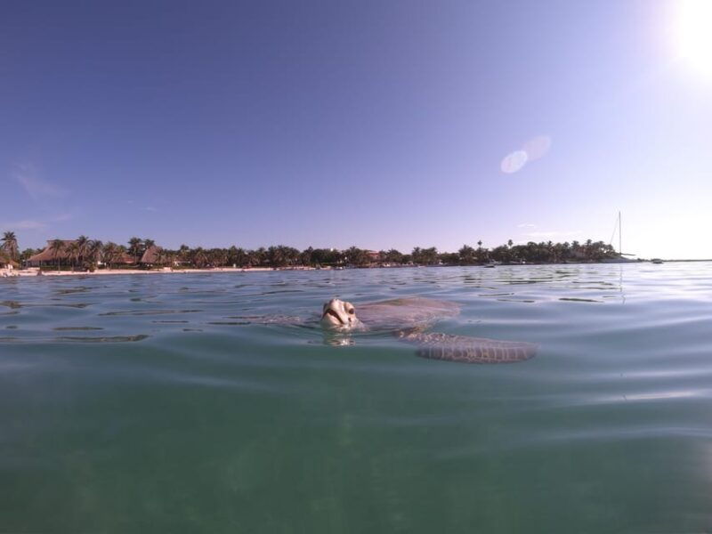akumal-snorkeling-with-sea-turtles-in-private