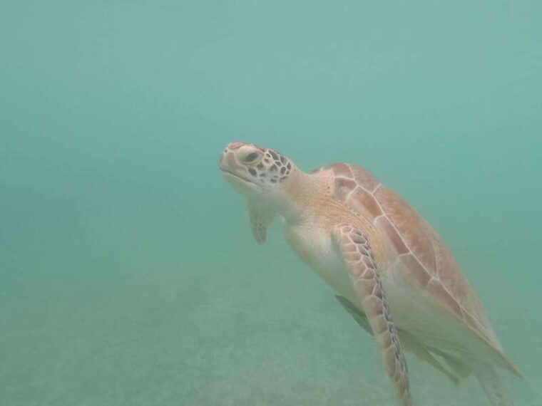 akumal-snorkeling-with-sea-turtles-in-private