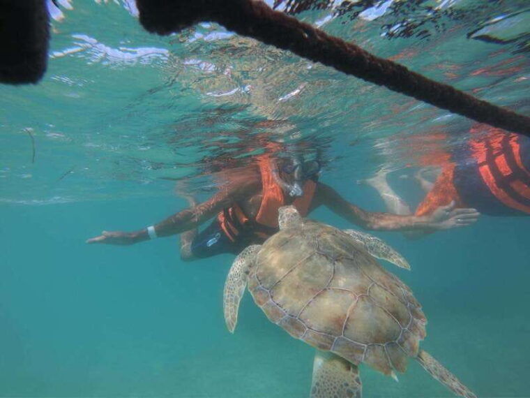 akumal-snorkeling-with-sea-turtles-in-private