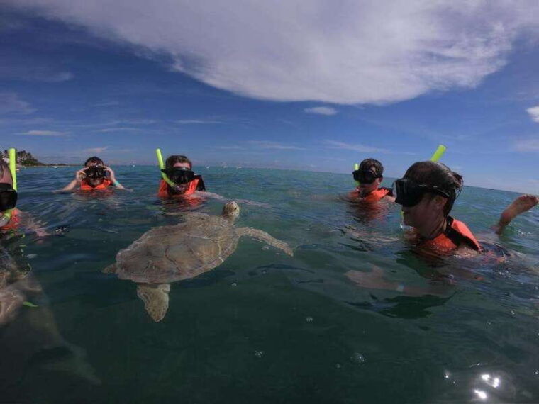 akumal-snorkeling-with-sea-turtles-in-private