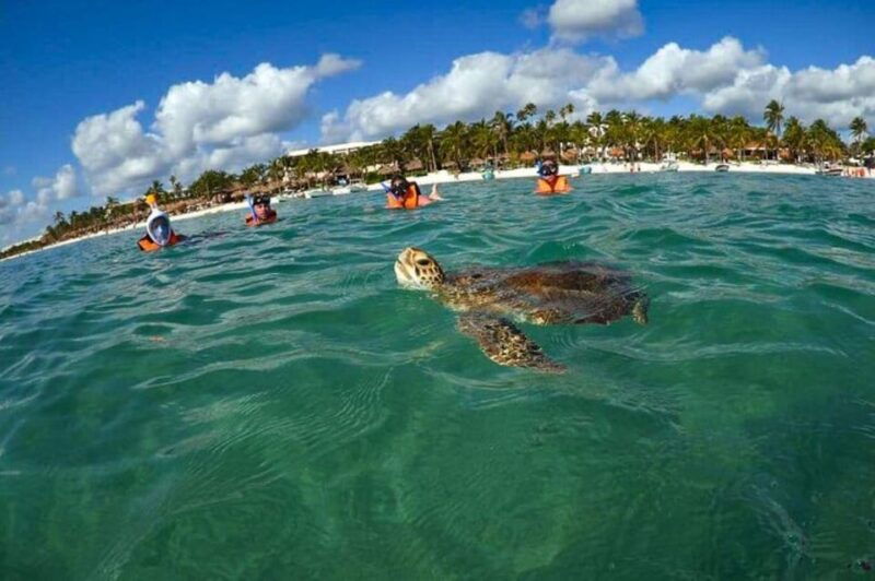 akumal-swim-with-turtles-tour
