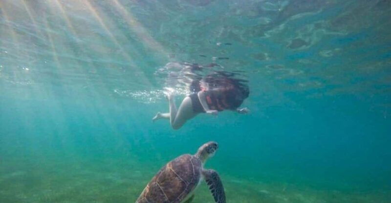 akumal-swim-with-turtles-tour
