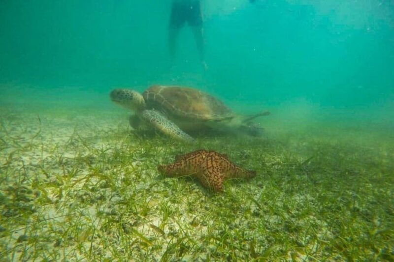 akumal-swim-with-turtles-tour