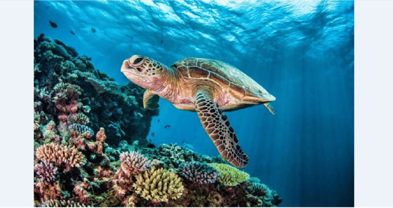 Akumal: Turtle Swim & Jungle Adventure Tour - What to Expect from the Tour